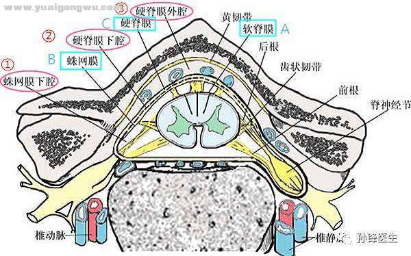 脊髓从内到外的三层被膜.jpg