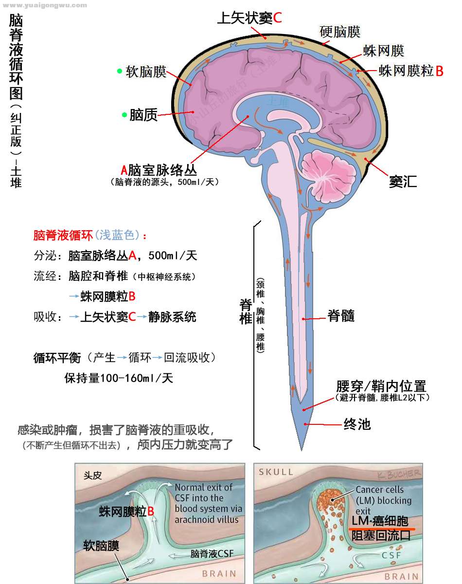 脑脊液 脑膜转 颅压 脑转